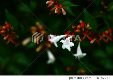 Aberia's flower 18187752