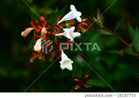 Aberia's flower Aberia's flower 18187753