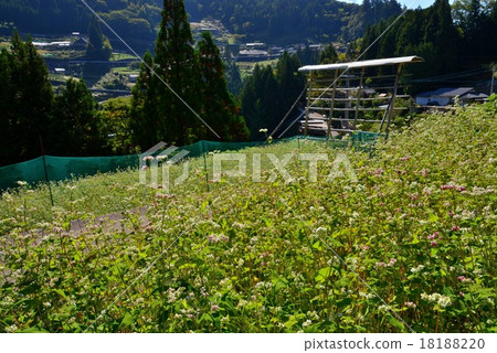 Ochiai village (Tokushima prefecture Miyoshi shi Higashi Iya Ochiai · buckwheat field and Hade) 5 (National Designated Important Traditional Building Group Conservation Area) 18188220