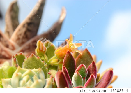 多汁植物Kumadoji花的花 多汁植物Kumadoji花的花 18188744