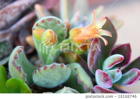 Flowers of succulent plants Kumadoji flowers 18188746