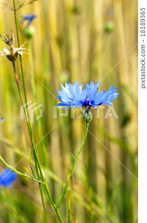 cornflowers  18189365