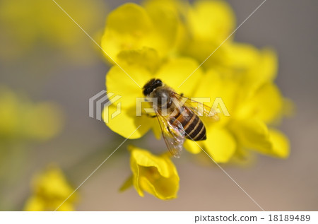 日本蜜蜂和油菜花油菜花蜜蜂蜜蜂高尾町和泉市鹿兒島縣 18189489