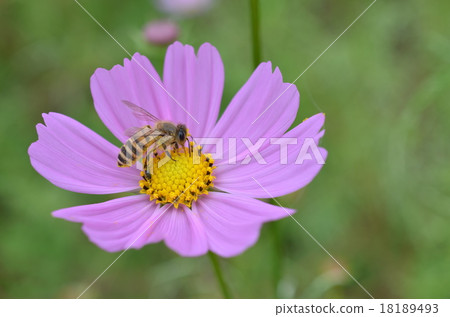 Japanese honeybee and cosmos cosmos Kosumosu listed plateau Izumi city Kagoshima prefecture Japanese honeybee and cosmos cosmos Kosumosu listed plateau Izumi city Kagoshima prefecture 18189493