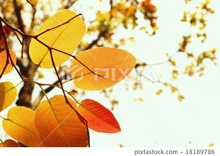 Red leaves in autumn 18189786