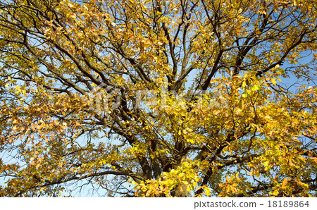 trees in autumn trees in autumn 18189864