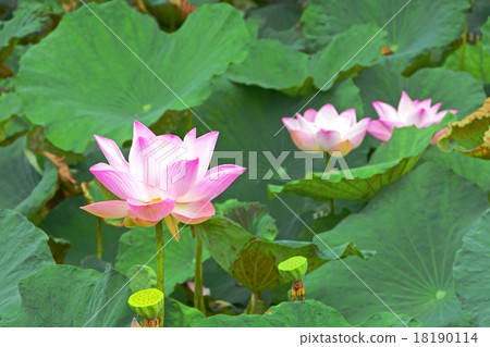 Pink Lotus (Nelumbo nucifera Gaertn.) 18190114