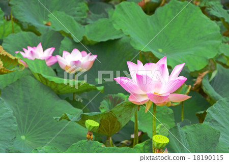 Pink Lotus (Nelumbo nucifera Gaertn.) Pink Lotus (Nelumbo nucifera Gaertn.) 18190115