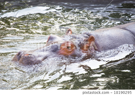 Swim hippopotamus Swim hippopotamus 18190295
