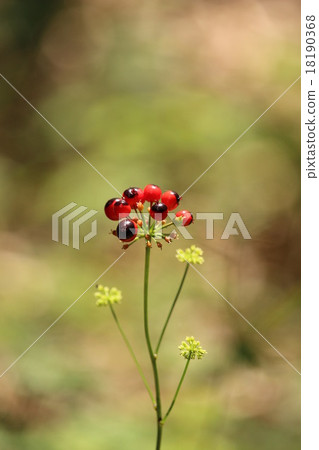 Season's carrot shoot carrot in July 18190368
