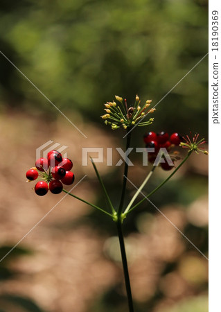 Season's carrot shoot carrot in July 18190369