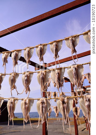 Squid curtain 18190723