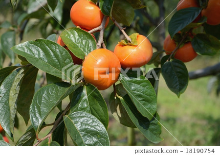 Fuyuugaki Fuyuugaki 18190754