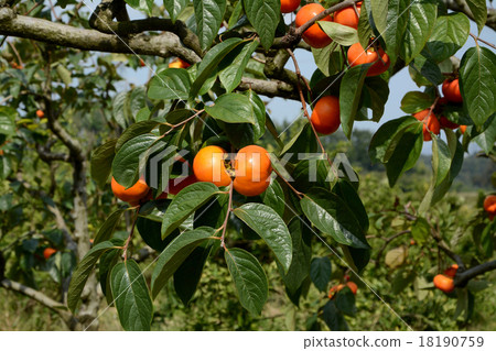 Affiliation 18190759