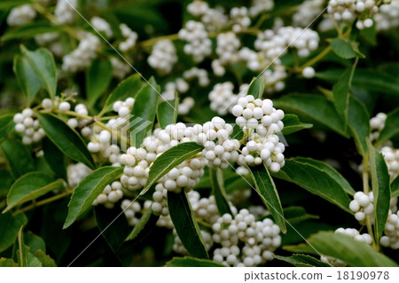 Shiratamakoshikibu Shiratamakoshikibu 18190978