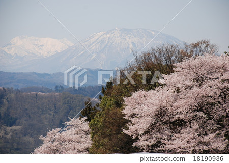 Kurohimeyama in Nagano Prefecture and cherry blossoms (cherry blossoms in Hokushin) Kurohimeyama in Nagano Prefecture and cherry blossoms (cherry blossoms in Hokushin) 18190986