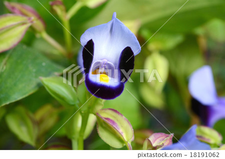 Torenia 18191062