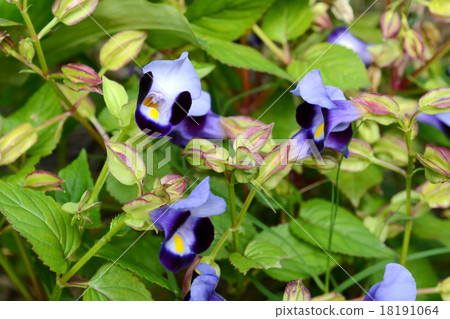 Torenia Torenia 18191064