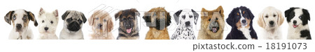 Row of different puppies, dogs Row of different puppies, dogs 18191073