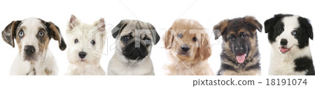 Row of different puppies, dogs 18191074