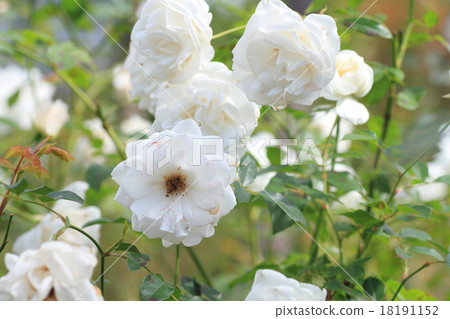 Rose flowers Schneebitten 18191152