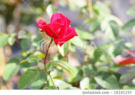 Rose flower Rob Roy 18191155