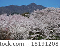 Cherry blossoms in spring of Nagano City Naganoji Nagano prefecture cherry blossoms in spring 18191208