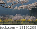 Flowers who color the Edohigan cherry blossoms in Kurobe Takayama village in Nagano prefecture (cherry blossoms in Hokushin) 18191209