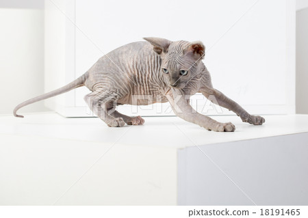 breed Sphynx kitten breed Sphynx kitten 18191465