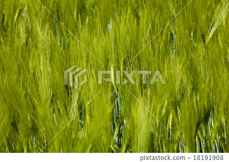green unripe grains 18191908