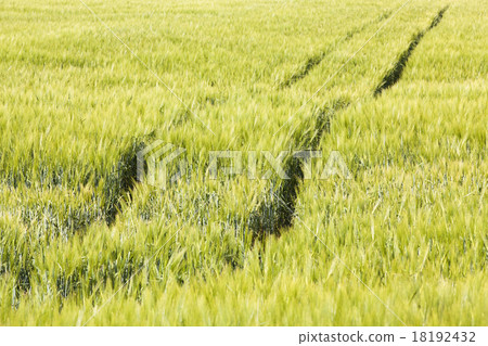 wheaten field wheaten field 18192432