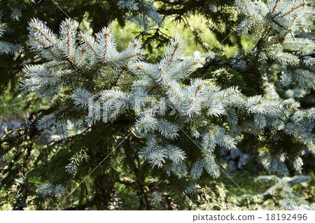 Silver fir tree 18192496