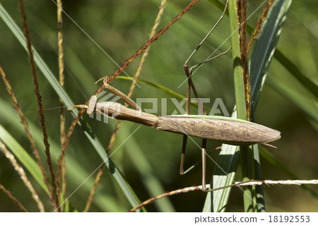 Female Mantis 18192553