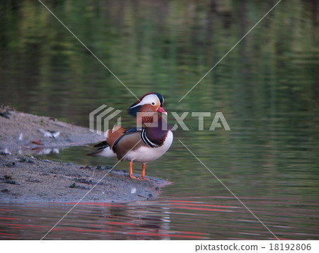 Oshidori 7 Oshidori 7 18192806