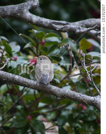 Odilobitaki 3 Odilobitaki 3 18192807