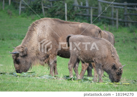 Buffalo 18194270