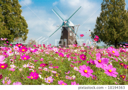 Akebono Mountain Agricultural Park Cosmos 18194363