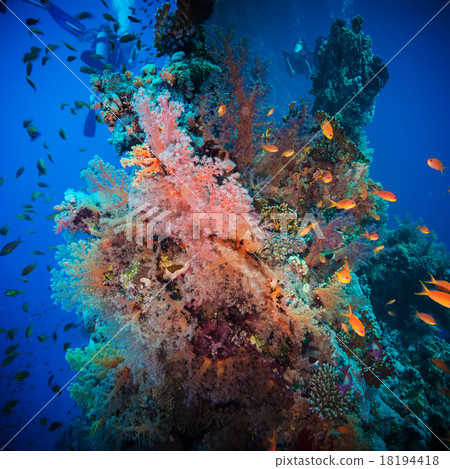 Valentine heart made of corals Valentine heart made of corals 18194418