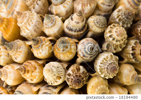 shells collected in the form 18194480