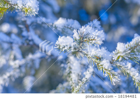 tree branches covered with snow tree branches covered with snow 18194481