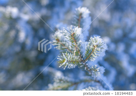 tree branches covered with snow tree branches covered with snow 18194483