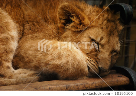 lion 18195100
