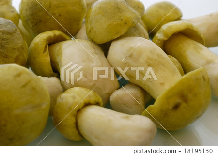 Tricholoma flavovirens 18195130