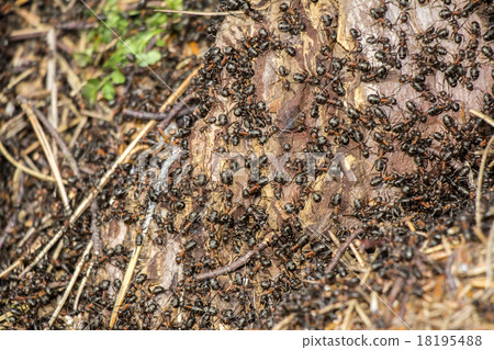 Ants colony 18195488