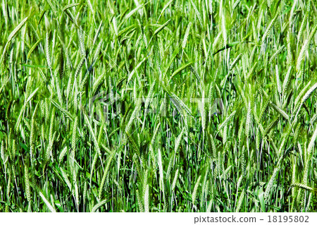 green unripe grains 18195802