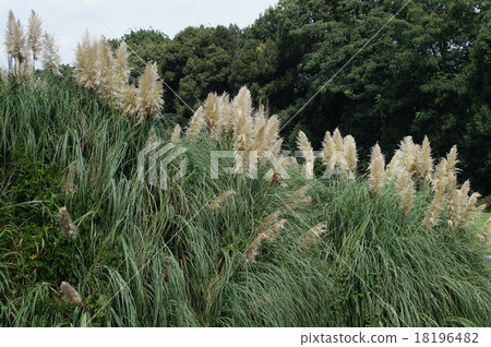 Panpasugurasu Panpasugurasu 18196482