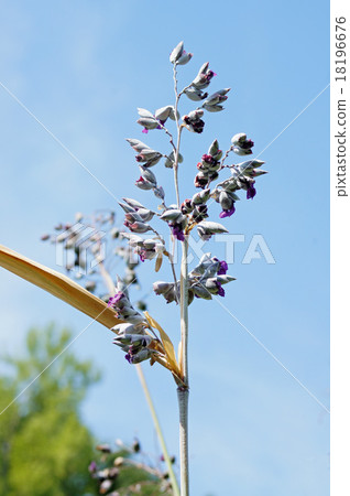 Mizukanna Mizukanna 18196676