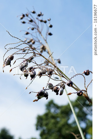 Mizukanna Mizukanna 18196677