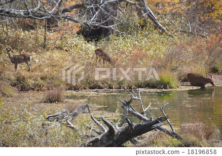 一群鹿（Oku-Nikko / Senjogahara /日光市，栃木縣） 18196858