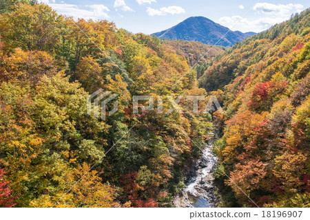 The yellow leaves of the Nakatsugawa valley 18196907